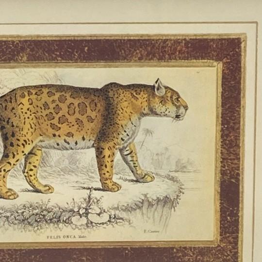 Pair: Vintage Jaguar Felis Onca Book Plate Lithographs Framed Art Print Big Cats For Sale In Philadelphia - Image 6 of 18