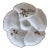 Antique French Oyster Plate With For Sale