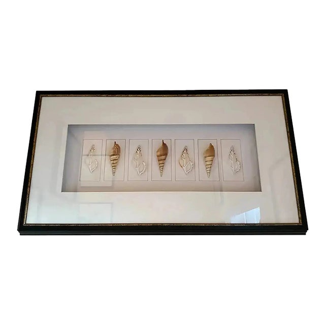 Large Black Framed Shell Shadow Box Picture From Barclay Butera For Sale