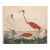 Vintage Reproduction Flamingo Print, Large Horizontal – 32" X 40" For Sale