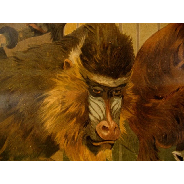 This antique lithograph was used for biology courses. The illustration was done by Wilhelm Kuhnert.