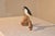 Nc Hand-Carving of a Woodpecker Driftwood, Circa 1960 For Sale - Image 4 of 6