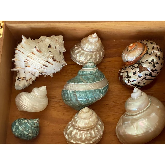 Large Sea Shells Specimens in Mahogany Box For Sale - Image 4 of 5