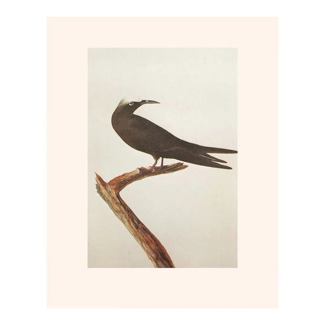 1966 Vintage Americal Classical Print "Noddy Tern" After John James Audubon For Sale