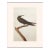 1966 Vintage Americal Classical Print "Noddy Tern" After John James Audubon For Sale