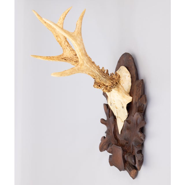 A fine antique roe deer antler horns hunting trophy on a carved black forest plaque, dated 1906. The plaque is hand carved...