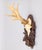 A fine antique roe deer antler horns hunting trophy on a carved black forest plaque, dated 1906. The plaque is hand carved...
