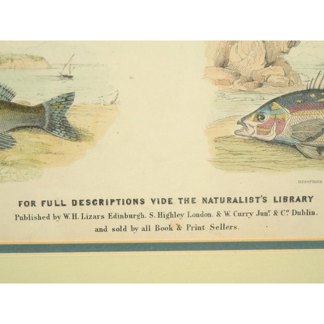 Framed Fish Print Antique "Leaves From the Book of Nature" Leaf No. 3 Pub Dublin 1850 For Sale - Image 4 of 8