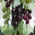 Gemstone Vintage Serpentine Jade Grape Bonsai Sculpture – Gemstone Fruit on Carved Base For Sale - Image 7 of 10