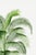 Green Tropical Palm Study, Vintage Botanical Art Print Reproduction, 32" X 48" For Sale - Image 8 of 10