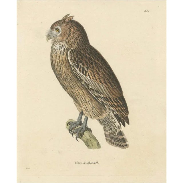 Leschenaults Owl, 1838, Paper For Sale - Image 6 of 6