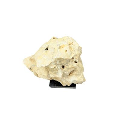 2010s Indonesian Coral Stone On Teak Stand For Sale - Image 5 of 5