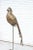 Late 20th Century Vintage Sergio Bustamante Pheasant Bird Sculpture 54/100 Signed For Sale - Image 5 of 12
