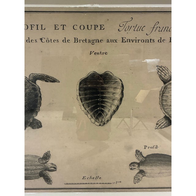 Traditional Natural Curiosities Large French 1765 Sea Turtle Natural History Study Reproduction Print, Framed For Sale - Image 3 of 10