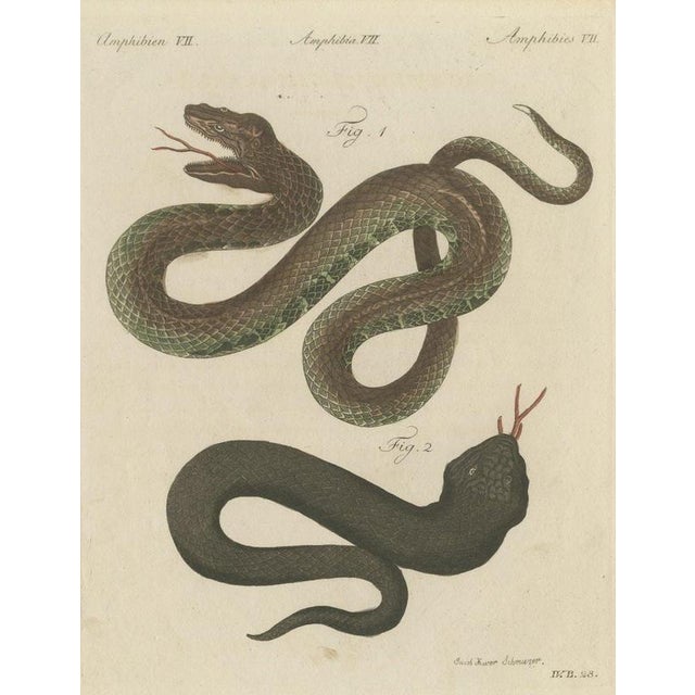 Bertuch, Two Snakes with Open Jaws, 1805, Print For Sale - Image 12 of 12