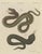 Bertuch, Two Snakes with Open Jaws, 1805, Print For Sale - Image 12 of 12
