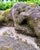 Cast Stone Dog Garden Statue With Moss Patina Mid 20th Century For Sale - Image 11 of 15