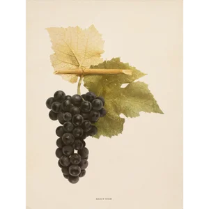 1900s U. P. Hedrick, Original Antique Photogravure of Early Ohio Grapes