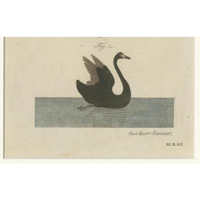 Antique Greater Rhea and Black Swan Engraving from Bertuch, 1798 For Sale - Image 4 of 9