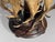 Antique Antler Coat Stand by J. Parker of Woodstock, 1850 For Sale - Image 8 of 12
