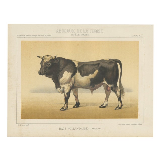 Olivier De Penne, Dutch Bull, Black and White Cattle, 1863, Chromolithograph For Sale