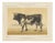Olivier De Penne, Dutch Bull, Black and White Cattle, 1863, Chromolithograph For Sale