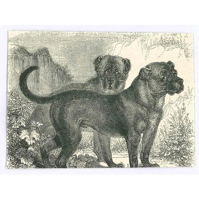 The Dogs is an original lithograph on ivory-colored paper, realized by Paul Gervais (1816-1879). The artwork is from The...