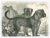The Dogs is an original lithograph on ivory-colored paper, realized by Paul Gervais (1816-1879). The artwork is from The...