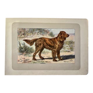 1907 French Photogravure Print Of” l'Epagneul Allemand” or a German Spaniel For Sale