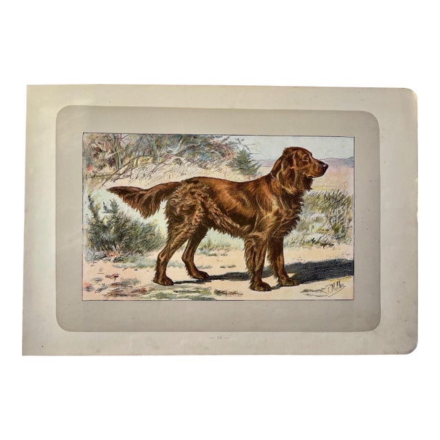 1907 French Photogravure Print Of” l'Epagneul Allemand” or a German Spaniel For Sale