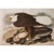 Paper 1966 Vintage Farmhouse Cottage XL Print "White-Headed Eagle" After John James Audubon For Sale - Image 7 of 8