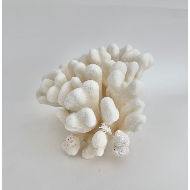 Natural Pacific Elk Coral Coastal Home Decor For Sale In Los Angeles - Image 6 of 8