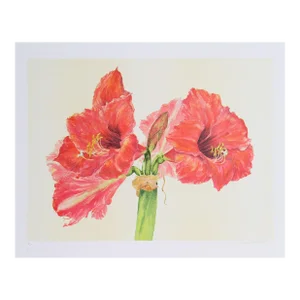 1970s "Amaryllis" Lithograph by Carol Ann Bolt