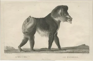 Miger, Illustration of a Mandrill, 1805, Print