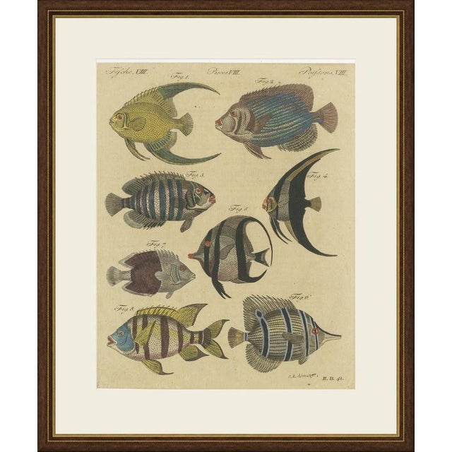 This hand coloured copper engraving of eight tropical reef fishes, angelfishes, butterflyfishes and a fish resembling the...