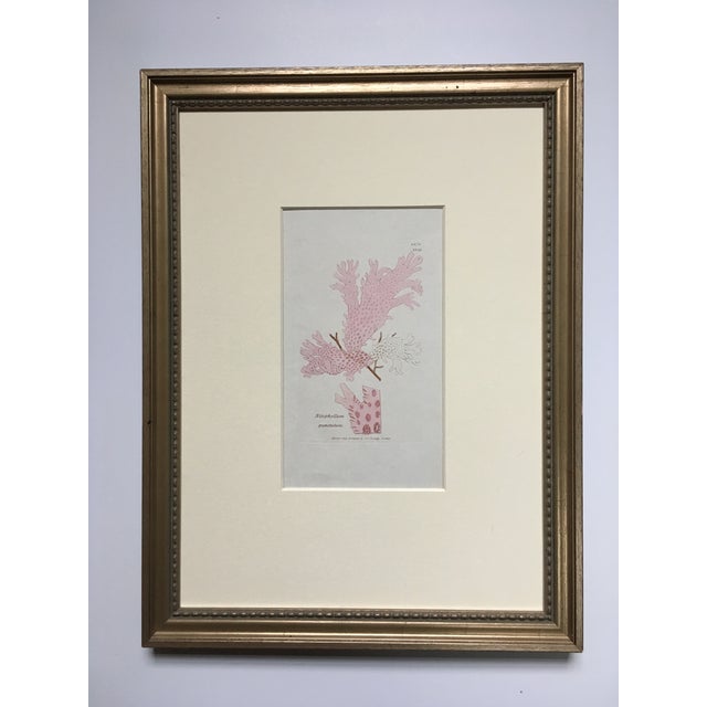 Early 19th Century C-1833 History of British Seaweeds - Pink Weed Lithograph by English Botanist William Harvey For Sale - Image 5 of 6