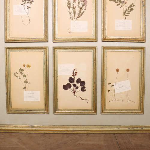 Large Herbarium Wall Panel, 1890s For Sale - Image 5 of 8