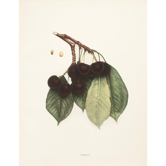 A magnificent original antique photogravure (print) of Lambert Cherries by Ulysses Prentiss Hedrick (1870-1951). Superb...