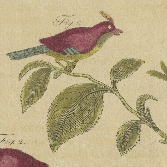 Bertuch, Exotic Finches and Hummingbird, 1805, Print For Sale - Image 6 of 12