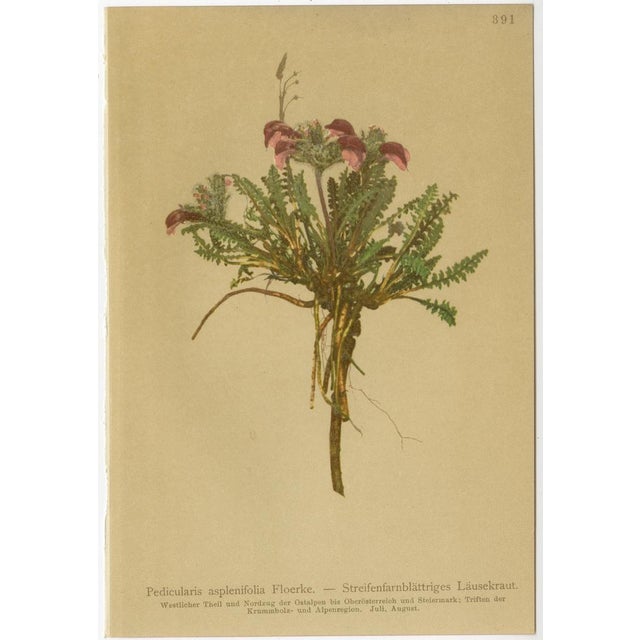 Black After Anton Hartinger, Pedicularis Wildflower from the Alps, 1897, Chromolithograph, Set of 8 For Sale - Image 8 of 12