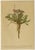 Black After Anton Hartinger, Pedicularis Wildflower from the Alps, 1897, Chromolithograph, Set of 8 For Sale - Image 8 of 12