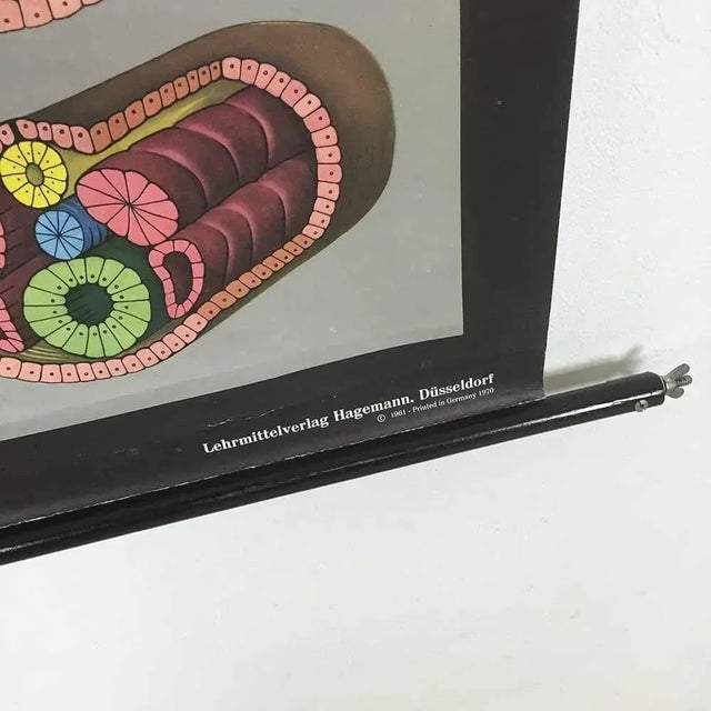 Educational Pull Down Biology Chart from Jung Koch Quentell, Germany, 1969 For Sale - Image 6 of 8