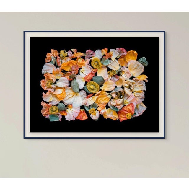 Exquisite colorful poppies past their peek of life, but still retain their beauty, texture and uniqueness. You can add...