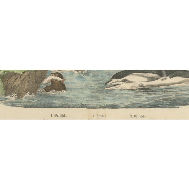 19th Century Carl Friedrich August, Whaling Scene with Bowhead Whale, Dolphin and Sea Lion, 1890, Print For Sale - Image 5 of 12