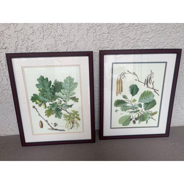 beautiful BOTANICAL PRINTS set in Mahogany frames