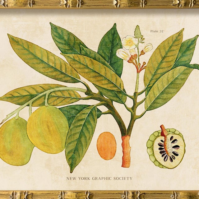 Illustration Reproduction Giclee Print of Vintage Fruit & Flowers (5) Art Print, Framed For Sale - Image 3 of 6