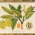 Illustration Reproduction Giclee Print of Vintage Fruit & Flowers (5) Art Print, Framed For Sale - Image 3 of 6
