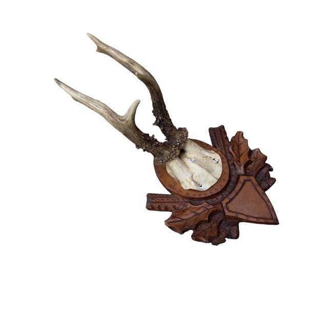 Roe Deer Trophy 147 Black Forest Antlers For Sale - Image 4 of 5