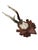 Roe Deer Trophy 147 Black Forest Antlers For Sale - Image 4 of 5