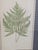 Printmaking Materials Botanical Fern Book Plates Framed- A Pair For Sale - Image 7 of 14